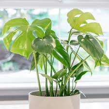 Tauerii (Monstera deliciosa) - Ladybird Nursery