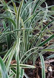 Variegated Mondo Grass variegata (Ophiopogon japonicus) - Ladybird Nursery