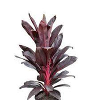 Cordyline Firebrand (Cordyline fruticosa) - Ladybird Nursery