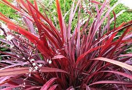 Cordyline Designer Burgundy (Cordyline australis)