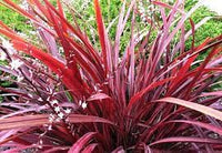 Cordyline Designer Burgundy (Cordyline australis)