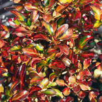 Coprosma Evening Glow