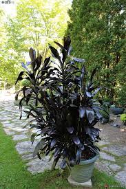 Cordyline Caruba™ Black (Cordyline fruticosa) - Ladybird Nursery