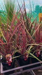 Cordyline Can Can (Cordyline australis) - Ladybird Nursery