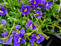 Dampiera diversifolia