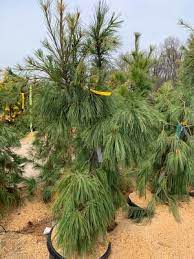 Eastern White Pine Pendula (Pinus strobus) - Ladybird Nursery