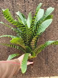King Vriesea (Vriesea hieroglyphica) - Ladybird Nursery