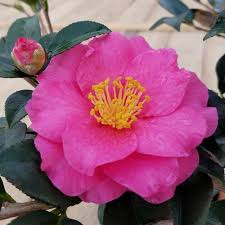 Sasanqua Camellia ShiShi Gashira (Camellia sasanqua) - Ladybird Nursery
