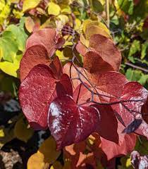Eastern Redbud Flame (Cercis canadensis) - Ladybird Nursery