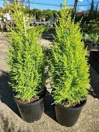 Deodar Cedar Bogles Golden Bowl (Cedrus deodara) - Ladybird Nursery