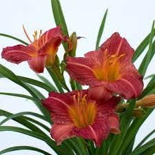 Daylily Stella Tangerine (Hemerocallis ) - Ladybird Nursery