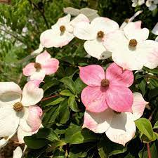 Dogwood Genat (Cornus Eric) - Ladybird Nursery