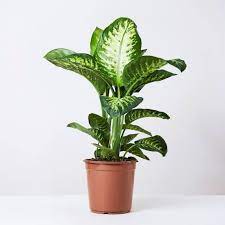 Dieffenbachia 'Tropic Snow' - Ladybird Nursery
