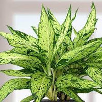 Dieffenbachia Bright Star