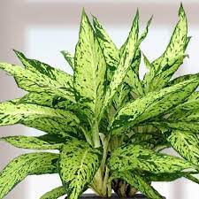 Dieffenbachia 'Bright Star' - Ladybird Nursery