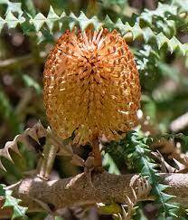 Dryandra-leaved Banksia (Banksia dryandroides)