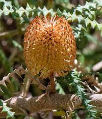 Dryandra - leaved Banksia (Banksia dryandroides) - Ladybird Nursery