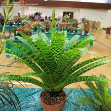 King Vriesea (Vriesea hieroglyphica)