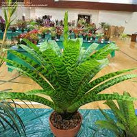 King Vriesea (Vriesea hieroglyphica)