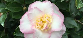 Sasanqua Camellia Paradise Sarah (Camellia sasanqua) - Ladybird Nursery