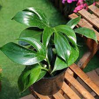 Dragon Tail Plant (Epipremnum pinnatum) - Ladybird Nursery