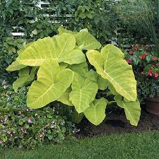 Elephant Ear Lime Zinger (Xanthosoma)