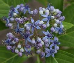 Evergreen Hydrangea (Dichroa Versicolour)