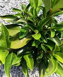 Sweet Viburnum Emerald Jewel (Viburnum odoratissimum)