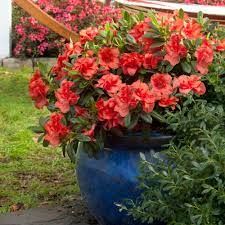Azalea ENCORE AUTUMN Jewel™ - Ladybird Nursery