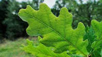 English Oak (Quercus robur)