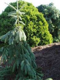 Engelmann Spruce Bushs Lace (Picea engelmannii)