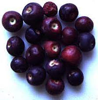 Phalsa - Ladybird Nursery