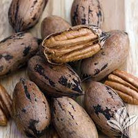 Pecan Wichita (B) - Ladybird Nursery
