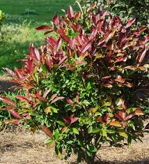 Sweet Viburnum Coppertop (Viburnum odoratissimum) - Ladybird Nursery