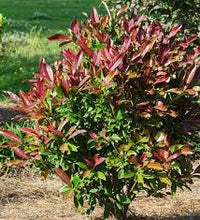 Sweet Viburnum Coppertop (Viburnum odoratissimum) - Ladybird Nursery