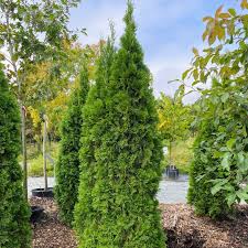 Arborvitae Assorted (Thuja spp.) - Ladybird Nursery