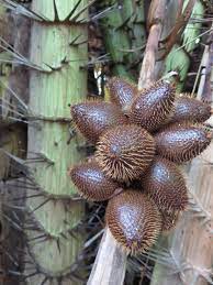Palm Salak - Ladybird Nursery