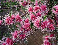Hakea ‘Burrendong Beauty’