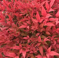 Heavenly Bamboo Moon Bay (Nandina domestica) - Ladybird Nursery