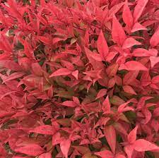 Heavenly Bamboo Moon Bay (Nandina domestica) - Ladybird Nursery