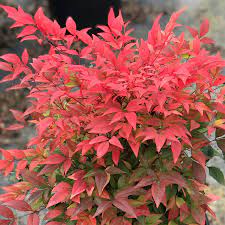 Heavenly Bamboo Gulf Stream (Nandina domestica)