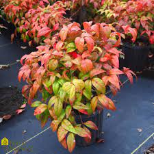 Heavenly Bamboo Firepower (Nandina domestica) - Ladybird Nursery
