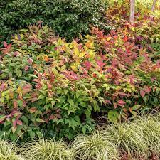 Heavenly Bamboo BLUSH™ (Nandina domestica) - Ladybird Nursery