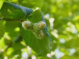 Hazelnut Seedling (Corylus avellana) - Ladybird Nursery