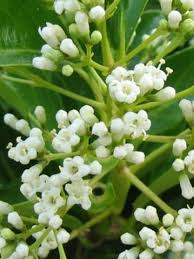 Sweet Viburnum Awabuki (Viburnum odoratissimum) - Ladybird Nursery