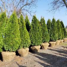 Arborvitae Assorted (Thuja spp.)