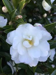 Sasanqua Camellia Paradise Petite (Camellia sasanqua) - Ladybird Nursery