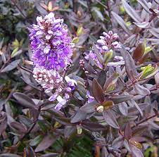 Hebe Turkish Delight