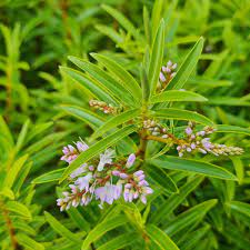 Hebe Lavender Lass - Ladybird Nursery