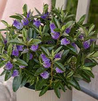 Hebe Kiwi Akiri - Ladybird Nursery